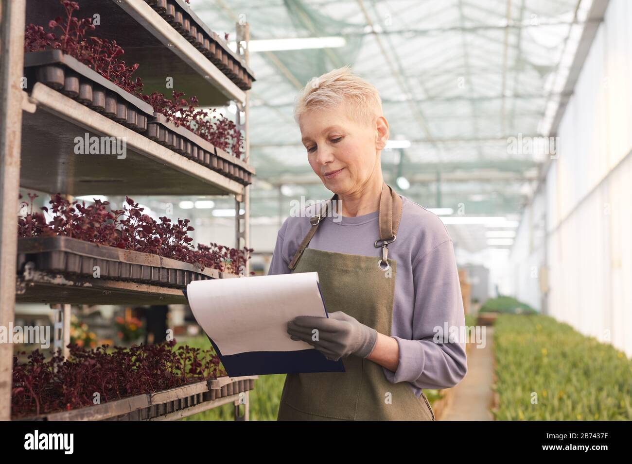 Femme mûre avec des cheveux blonds courts debout dans le tablier et de prendre des notes dans le document elle fait la liste des plantes tout en travaillant en serre Banque D'Images