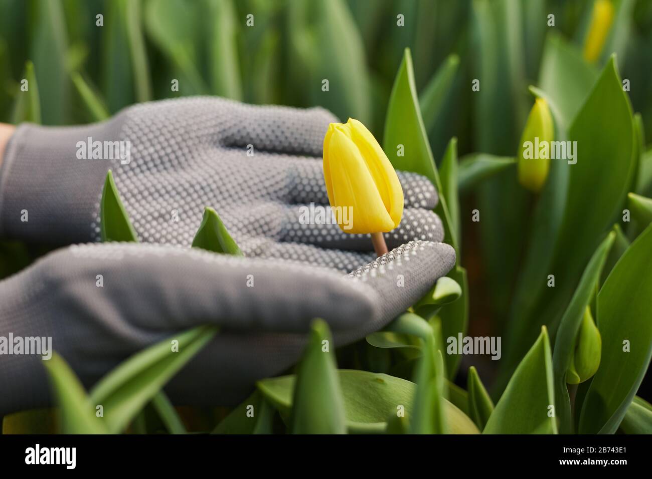 Gros plan du jardinier dans des gants tenant la tulipe jaune dans ses mains tout en travaillant en serre Banque D'Images