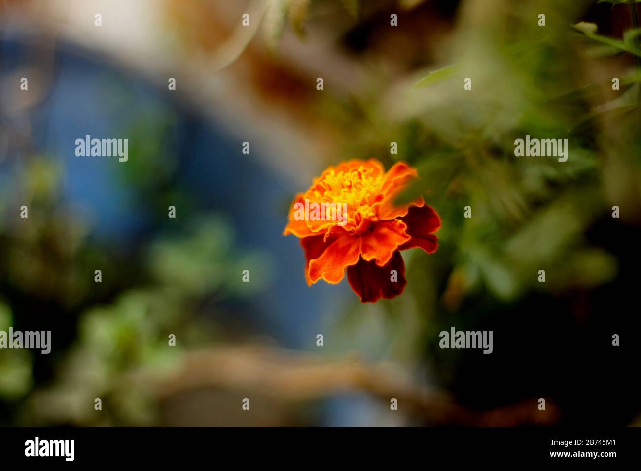 Bung Marigold Flower dans le jardin de la ville Banque D'Images