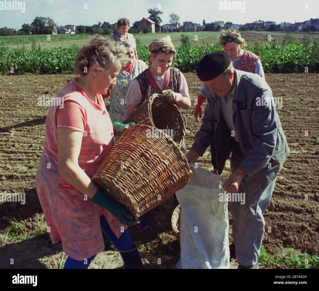01 janvier 1993, Pologne, Polen: Membres de la minorité germanophone de la Haute-Silésie/Pologne qui récoltent des pommes de terre dans les champs. Photo : Paul Glaser/dpa-Zentralbild/ZB Banque D'Images
