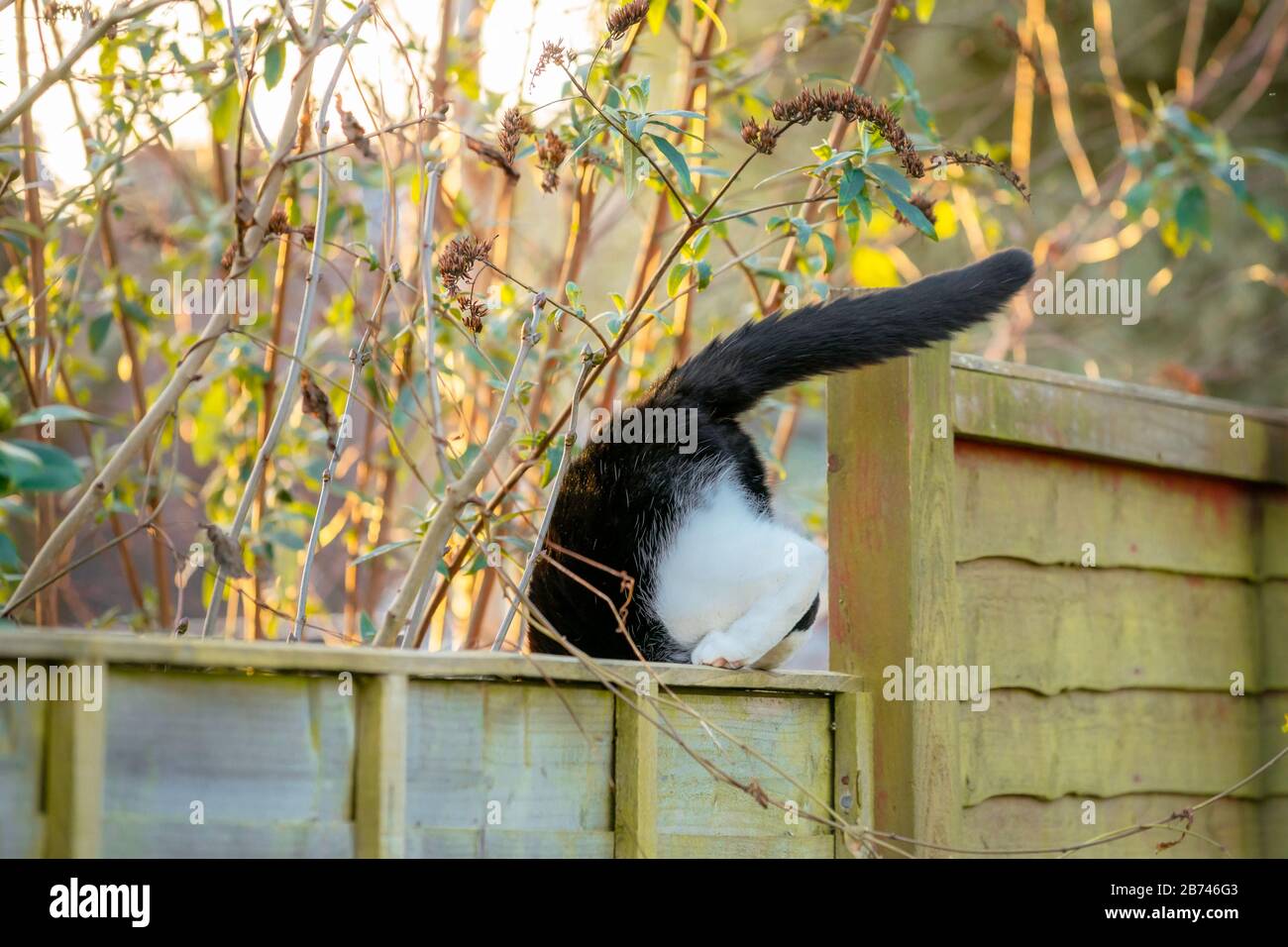 Le Chat Noir Et Blanc Saute De La Cloture Dans Le Jardin Photo Stock Alamy