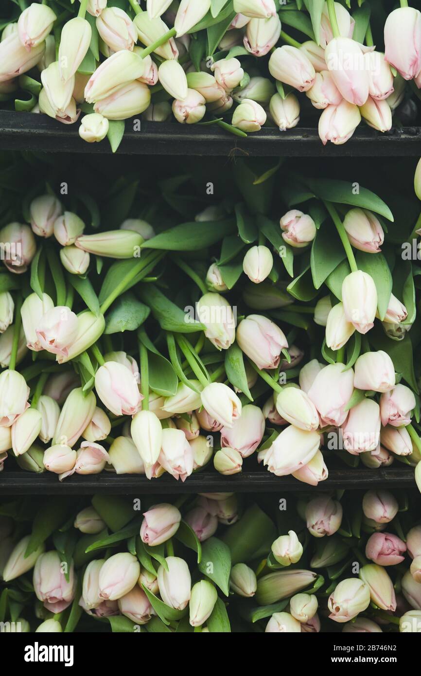 Image de magnifiques tulipes blanches sur les étagères de la boutique Banque D'Images