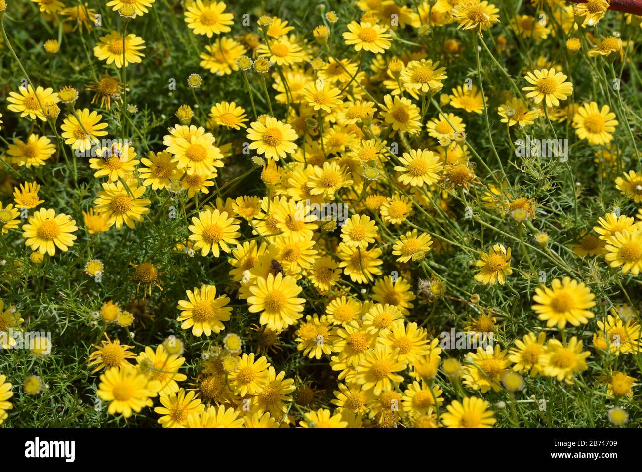 Fleurs jaunes fond d'écran, fleurs de jardin Banque D'Images