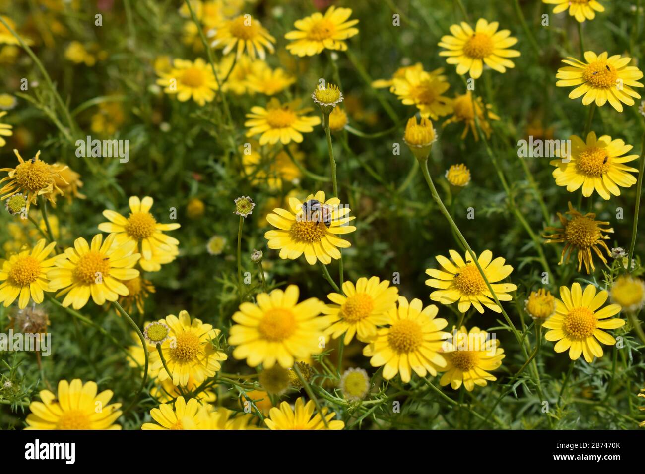 Fleurs jaunes fond d'écran, fleurs de jardin Banque D'Images