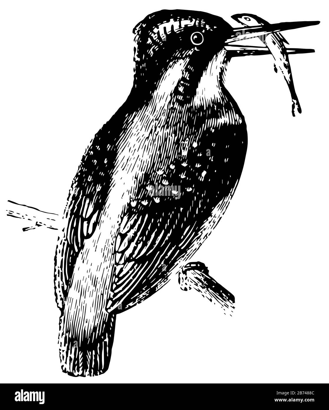 Kingfisher vivant sur les rives des rivières, dessin vintage de ligne ou illustration de gravure. Illustration de Vecteur