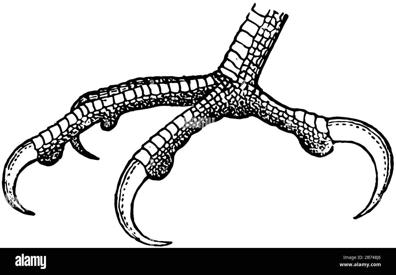 Les griffes d'un oiseau, le dessin vintage de ligne ou l'illustration de gravure. Illustration de Vecteur