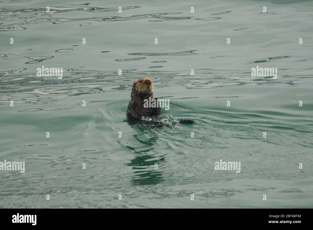 Homer, Alaska, USA : une loutre de mer (Enhydra lutris) bénéficiant d'un bain dans les eaux vertes de Kachemak Bay, Alaska. Banque D'Images