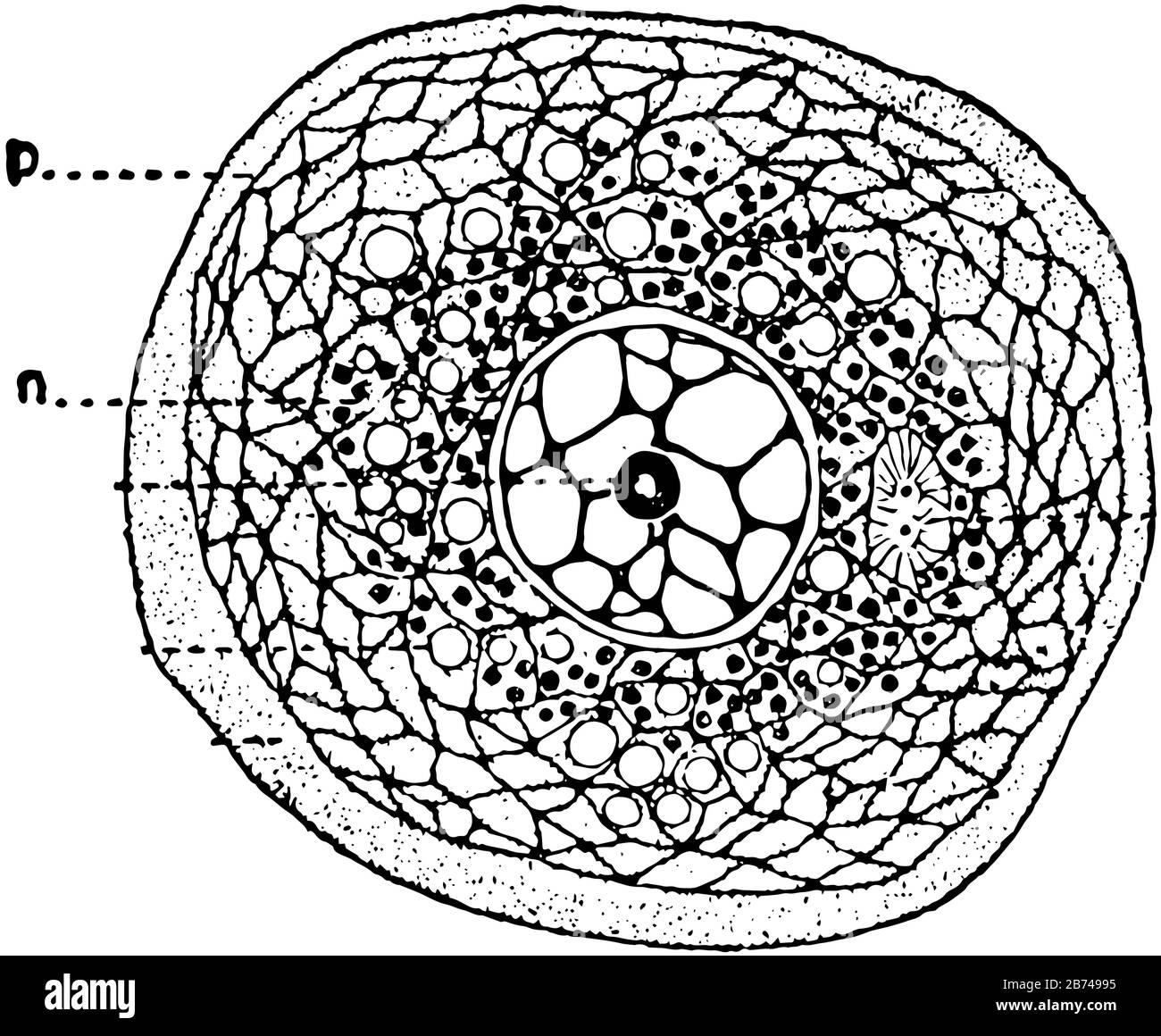 Cellule est un compartiment où toutes les activités de la vie ont lieu et il y a deux types de cellules de base dans la nature, dessin de ligne vintage ou graveur Illustration de Vecteur