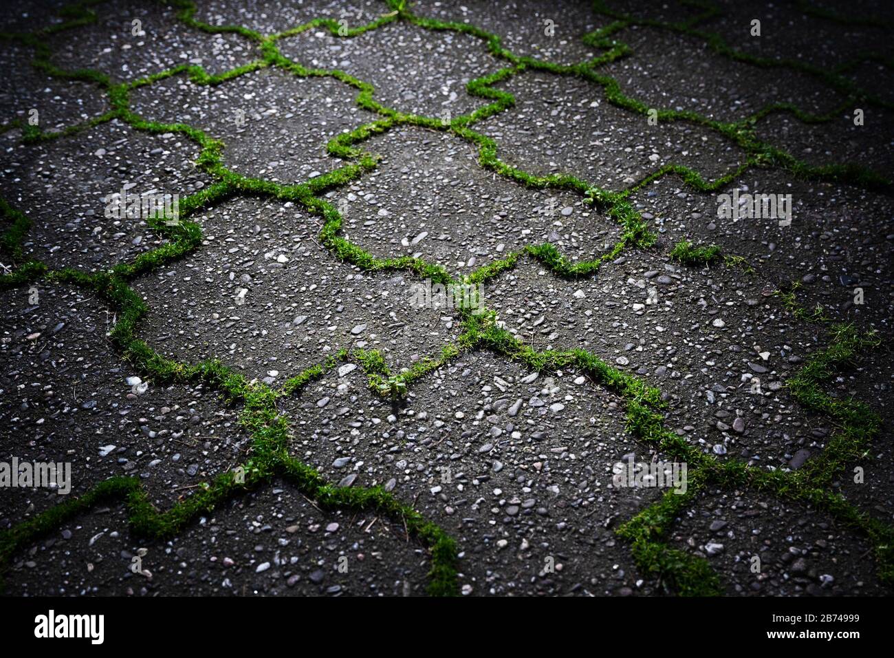 Les mauvaises herbes vertes poussent à partir des joints de pavés de béton gris dans la lumière pittoresque. Banque D'Images