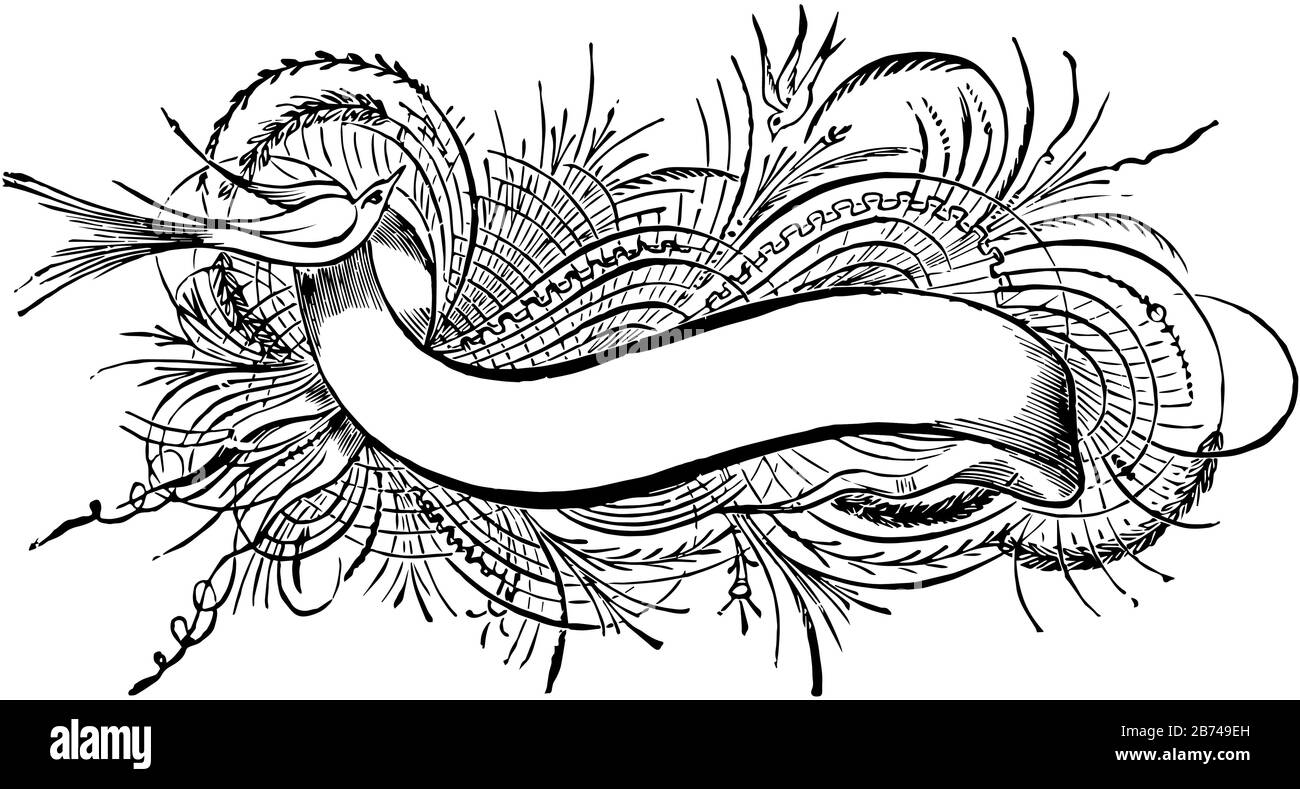 Bird Banner est une bannière incurvée, son est peut-être un drapeau, un dessin de ligne vintage ou une gravure. Illustration de Vecteur