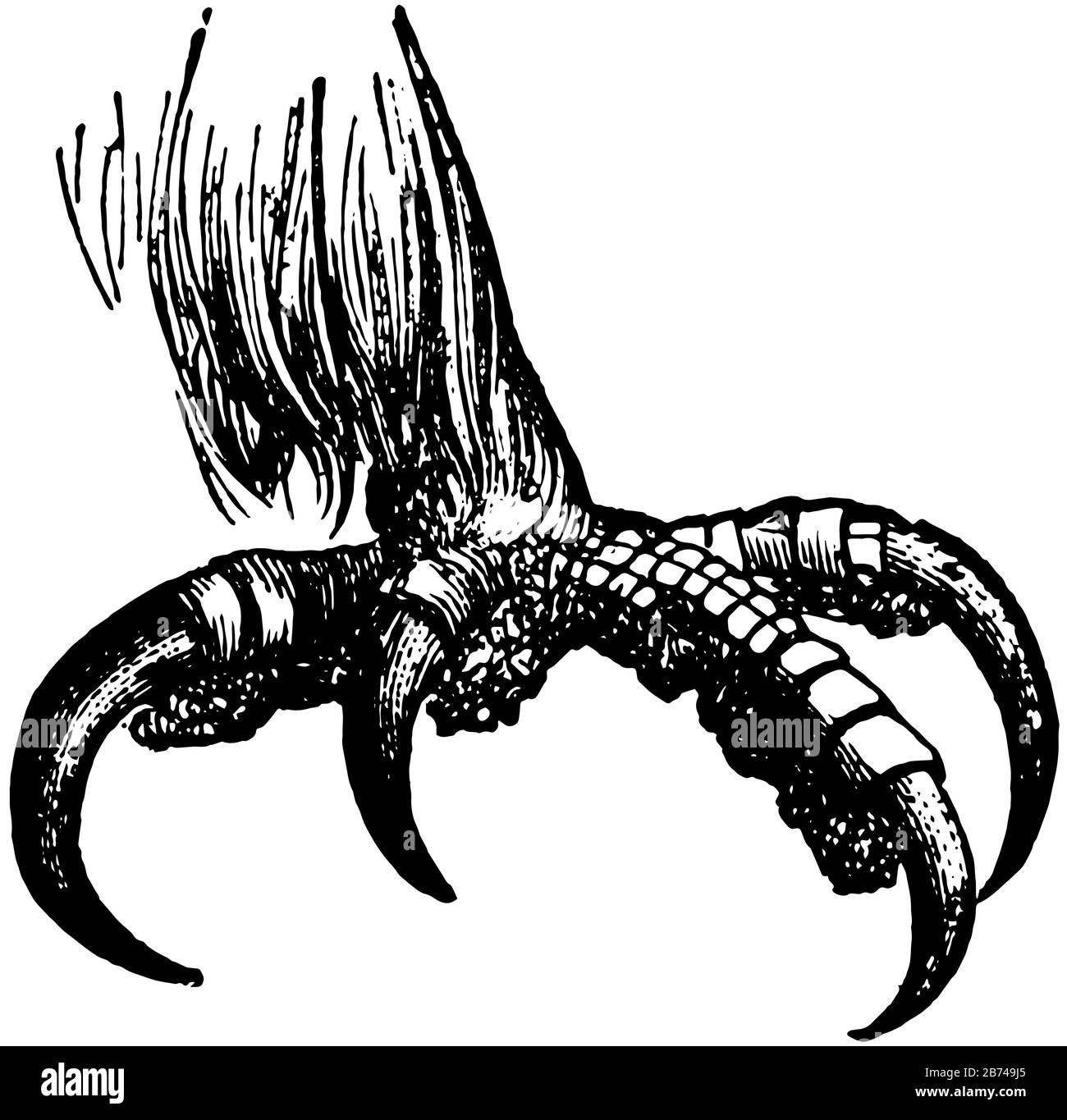 le talon de l'Aigle doré, dessin de ligne vintage ou illustration de gravure. Illustration de Vecteur