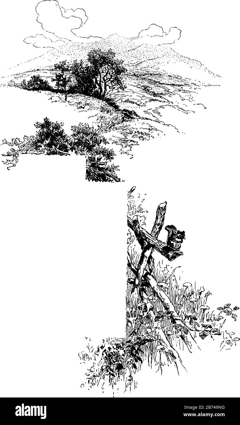 Écureuil dans un arbre, son thème de la nature, dessin de ligne vintage ou illustration de gravure. Illustration de Vecteur