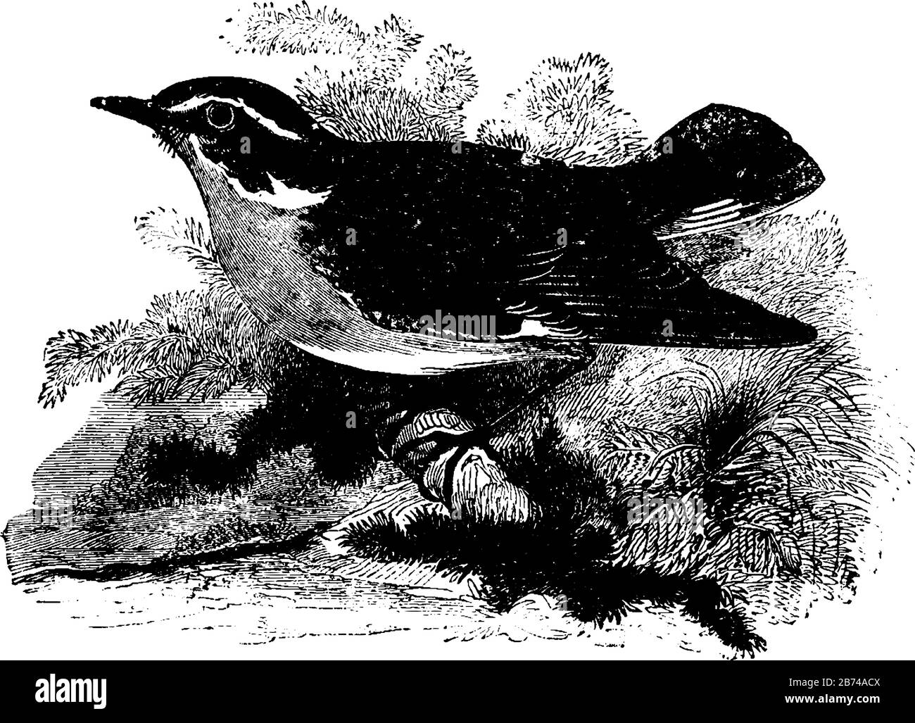 Whinchat qui subsiste sur un régime de vers, dessin vintage de ligne ou illustration de gravure. Illustration de Vecteur