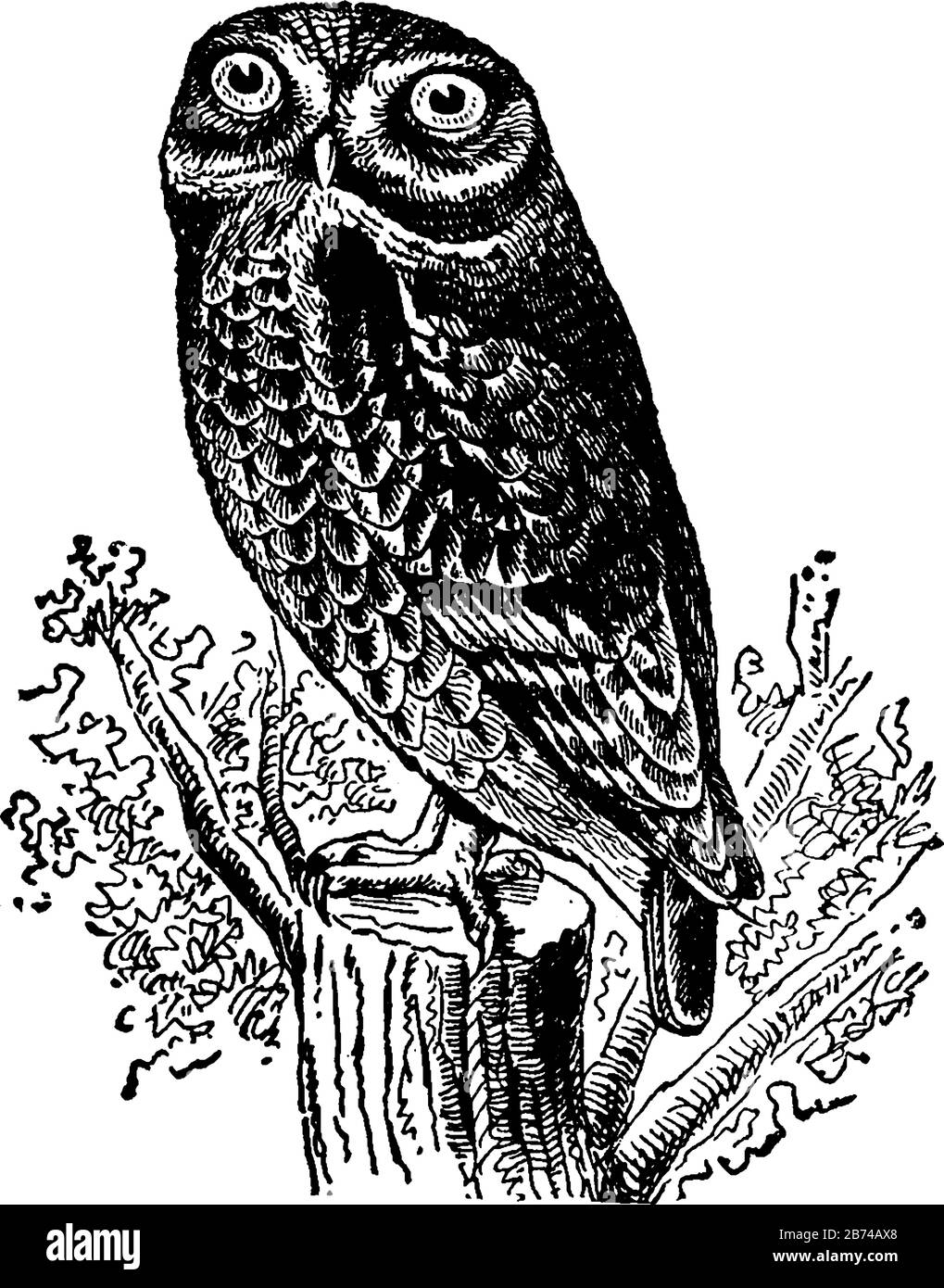 Rock Owl chasse dans le crépuscule, dessin vintage ou gravure d'illustration. Illustration de Vecteur