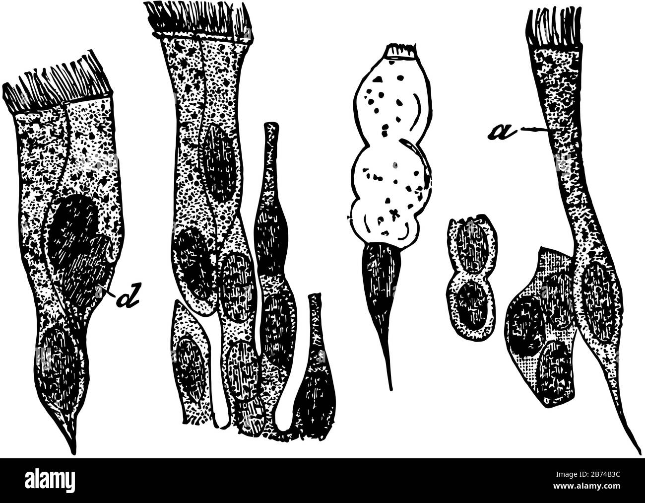 Dans l'épithélium cilié, les cellules qui sont généralement columnar en forme, dessin de ligne vintage ou illustration de gravure. Illustration de Vecteur