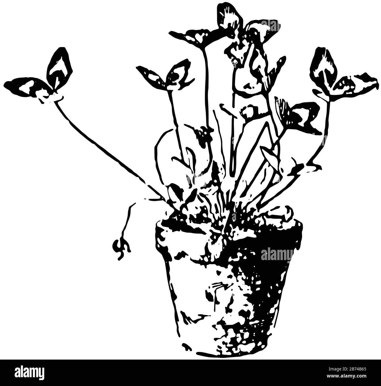 Cette illustration représente une plante de trèfle en pot saine, un dessin de ligne vintage ou une illustration de gravure. Illustration de Vecteur