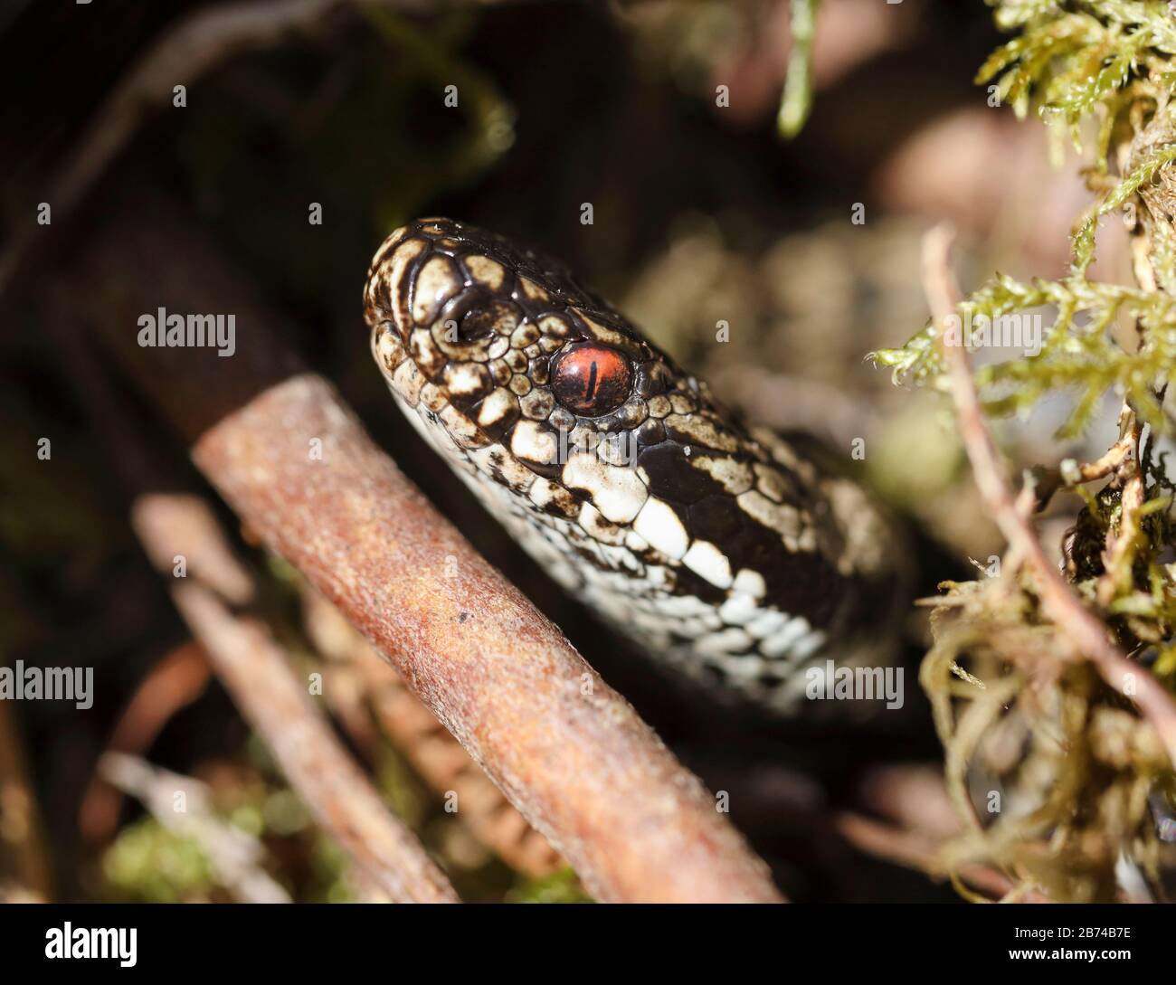 Vue rapprochée du chef d'un Adder masculin (Vipera berus), North Pennines, Teesdale, County Durham, Royaume-Uni Banque D'Images