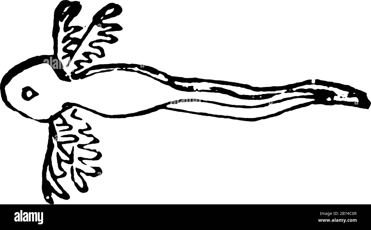 Crapauds ayant généralement une peau de warty sèche qui peut exude poison, dessin vintage de ligne ou illustration de gravure. Illustration de Vecteur