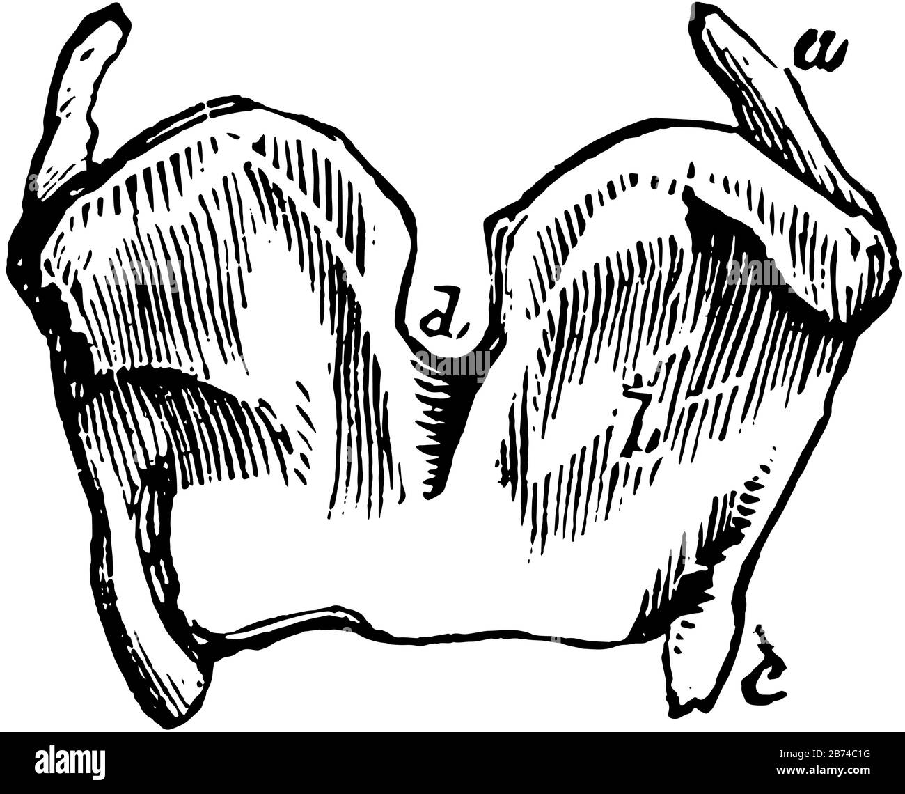 Ce diagramme représente Les Cartilages thyroïdiens du Larynx, le dessin de lignes anciennes ou l'illustration de gravure. Illustration de Vecteur