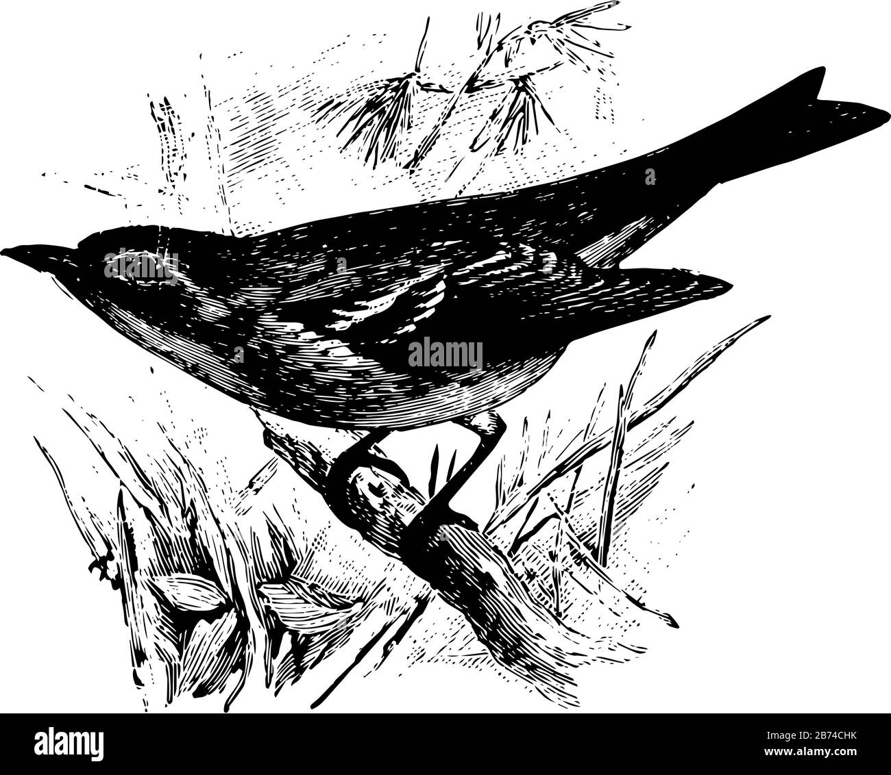 La Paruline de pin est environ 6 niches long, vintage dessin de ligne ou gravure illustration. Illustration de Vecteur