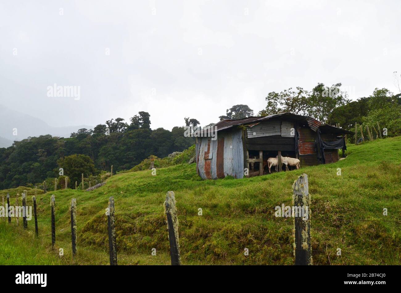 Stable avec le bétail dans les montagnes du Panama Banque D'Images