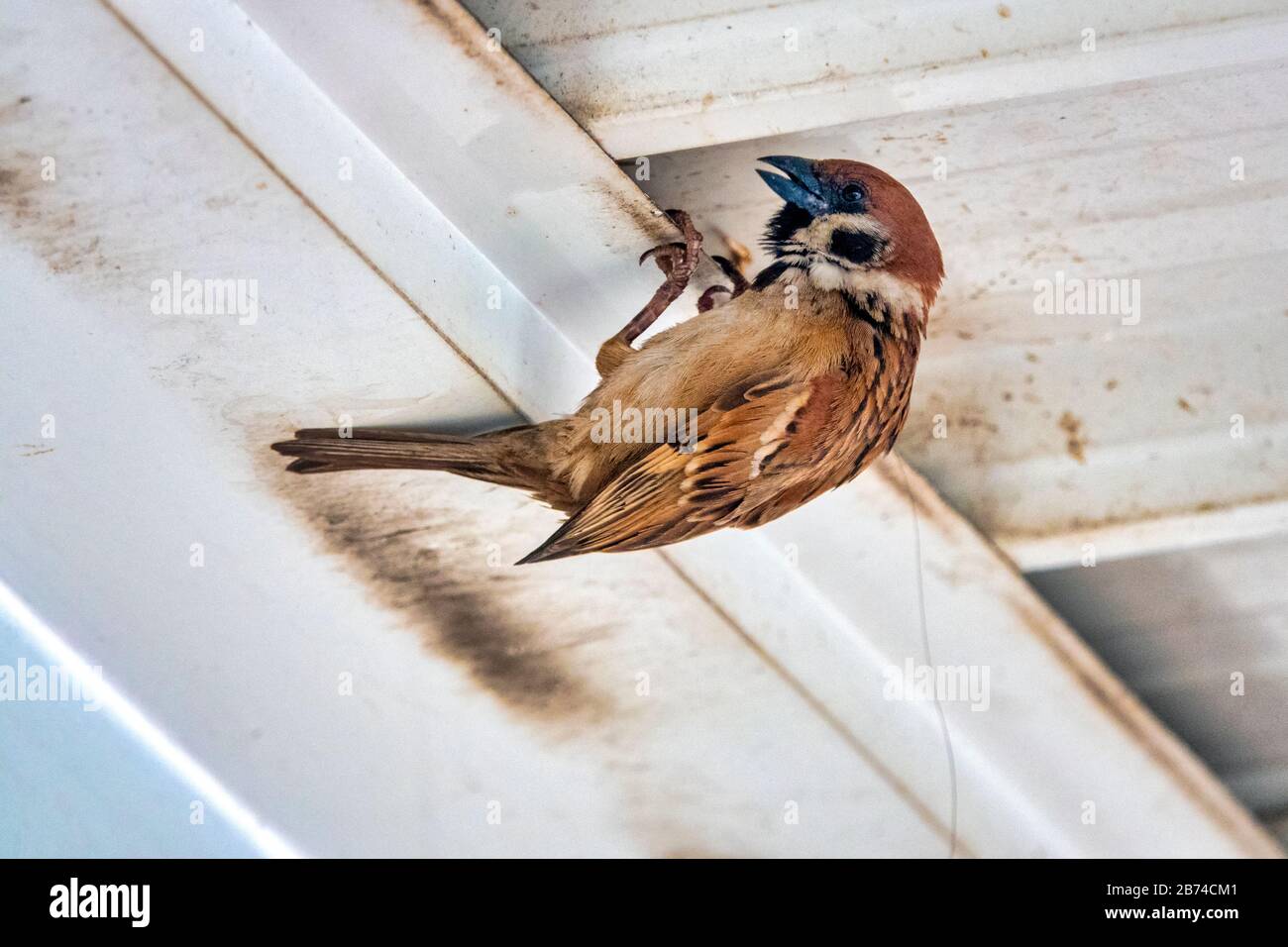Un sparrow eurasien (Passer montanus) nichant sous un toit Banque D'Images