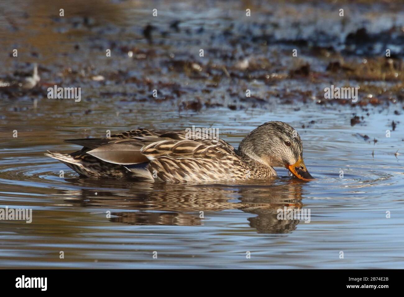 Canard colvert sur la rivière Banque D'Images