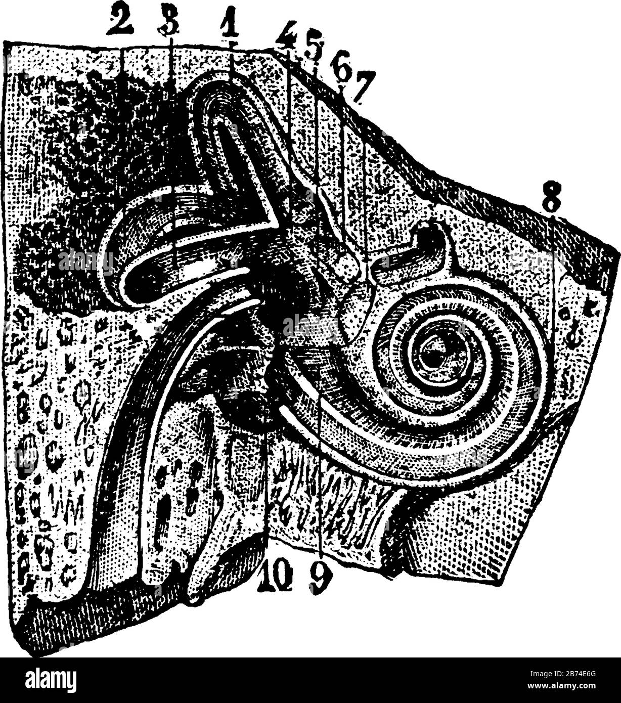 Cette illustration représente l'illustration Vestibule, le dessin vintage ou la gravure. Illustration de Vecteur