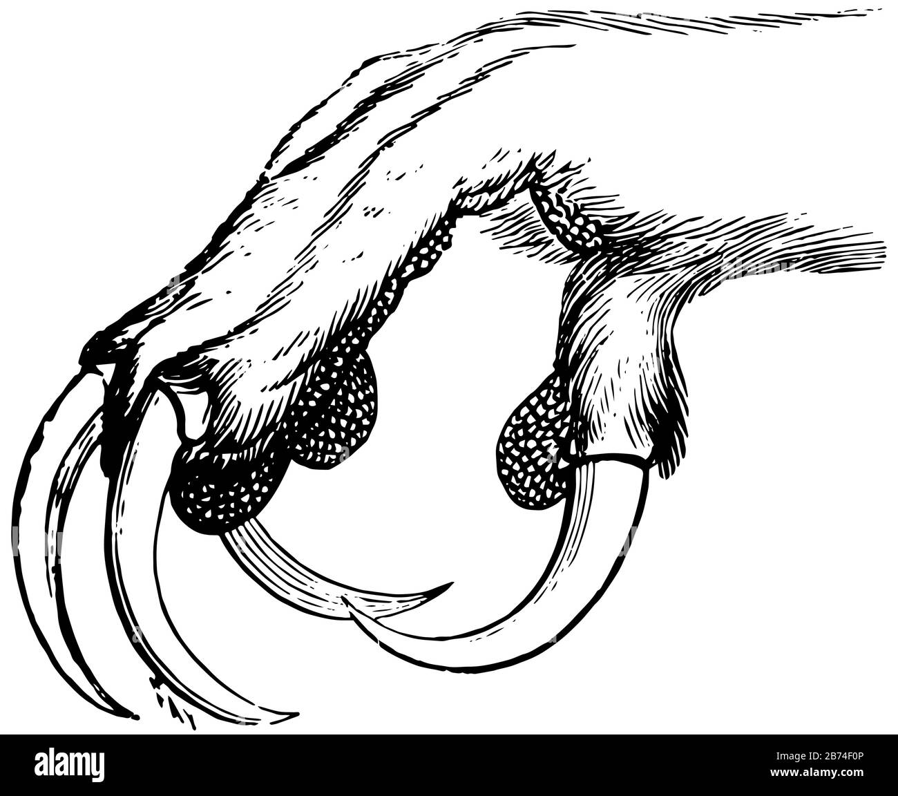 Pied de la chouette aigle avec des tatons vifs pour saisir la proie, le dessin de ligne vintage ou l'illustration de gravure. Illustration de Vecteur