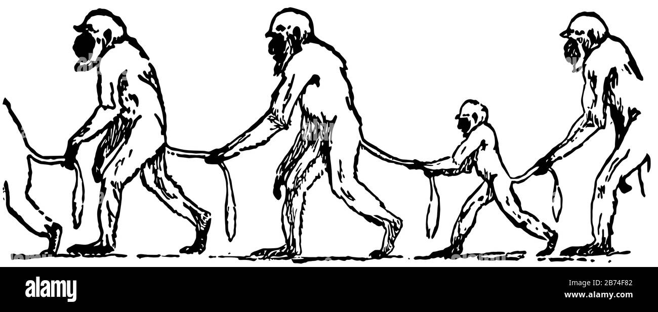 Légende du mal, cette scène montre des singes marchant ensemble tenant les queues de l'autre, dessin vintage de ligne ou illustration de gravure Illustration de Vecteur