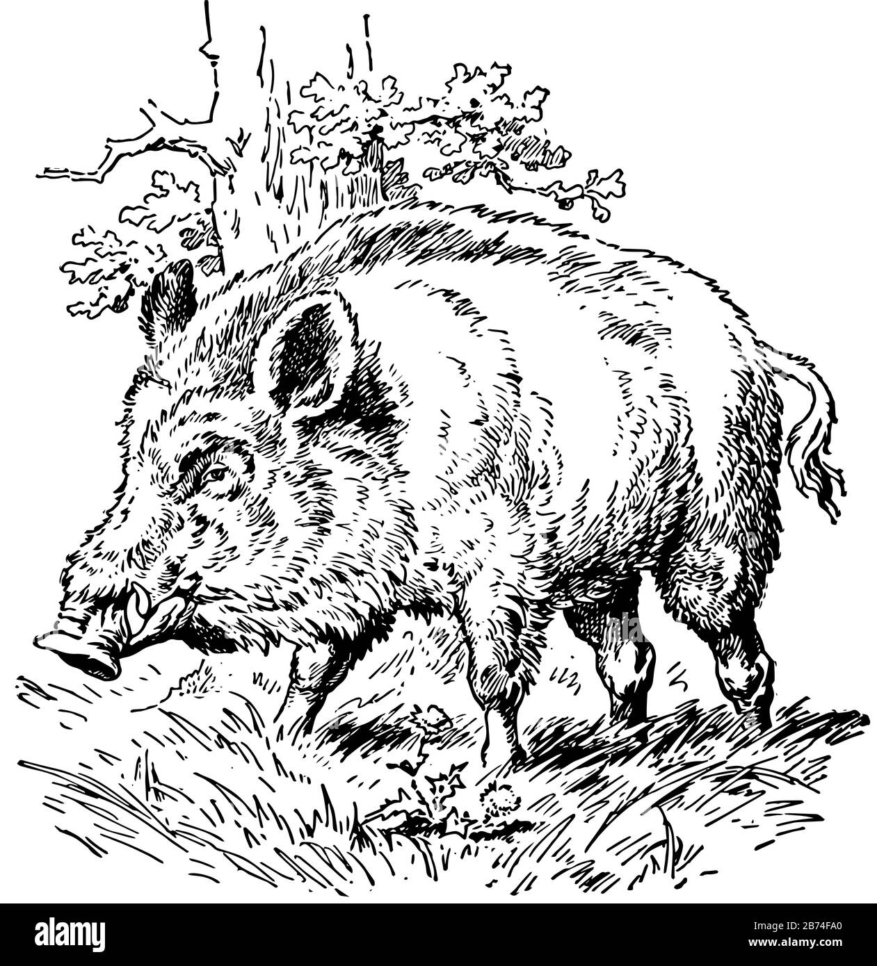 Wild Boar, illustration de dessin ou de gravure vintage Illustration de Vecteur