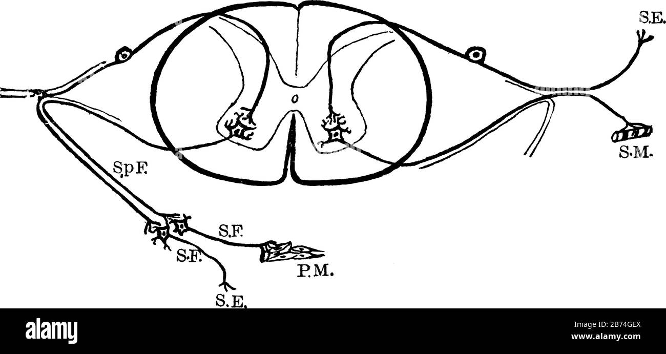 Cette illustration représente les racines Du Nerf Rachidien, le dessin de ligne vintage ou l'illustration de gravure. Illustration de Vecteur