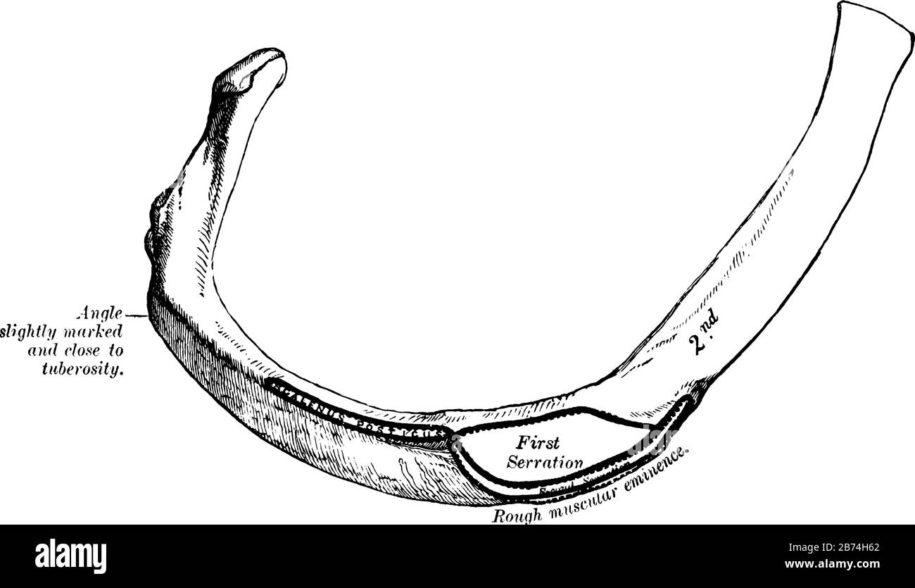 Cette illustration représente la deuxième nervure, le dessin vintage ou l'illustration de gravure. Illustration de Vecteur