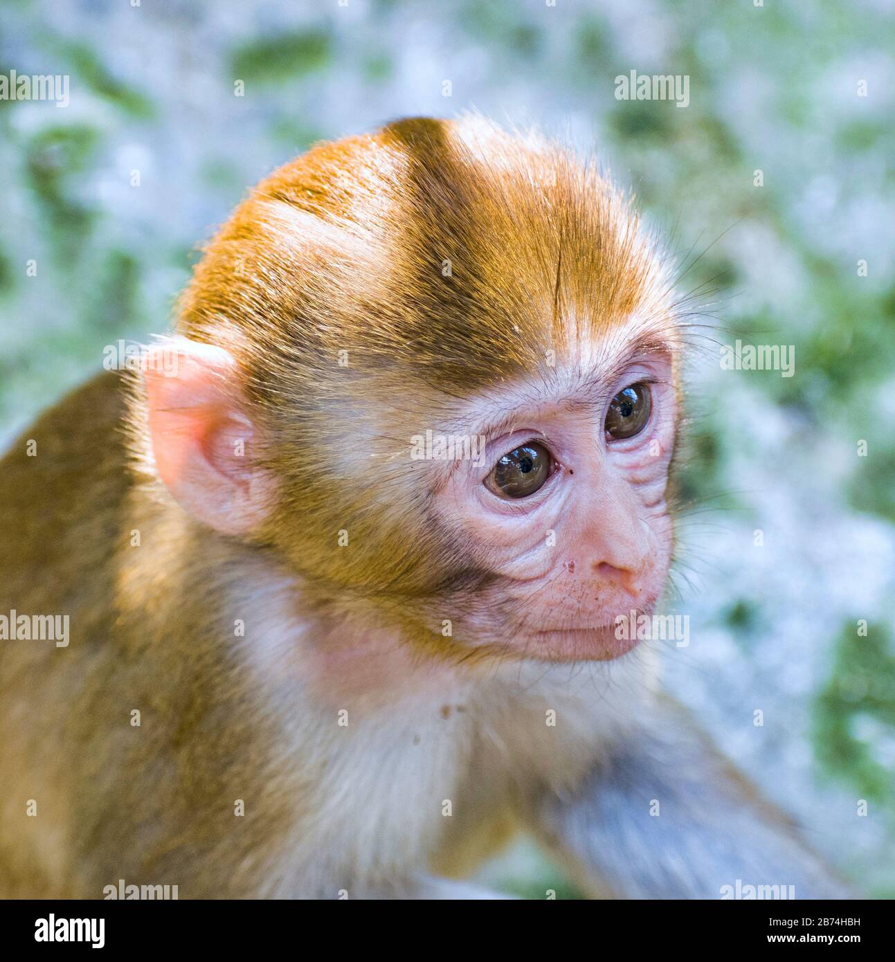 Monkey est un nom commun qui peut se référer à des groupes ou des espèces de mammifères, en partie, les simiens de l'infraordre Simiiformes. Banque D'Images