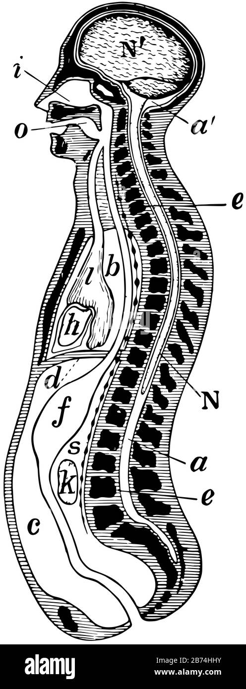 Section longitudinale schématique du corps, dessin de ligne vintage ou illustration de gravure. Illustration de Vecteur