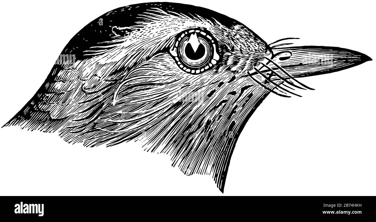 Cat Bird est une illustration de dessin ou de gravure de taille moyenne pour l'Amérique du Nord. Illustration de Vecteur
