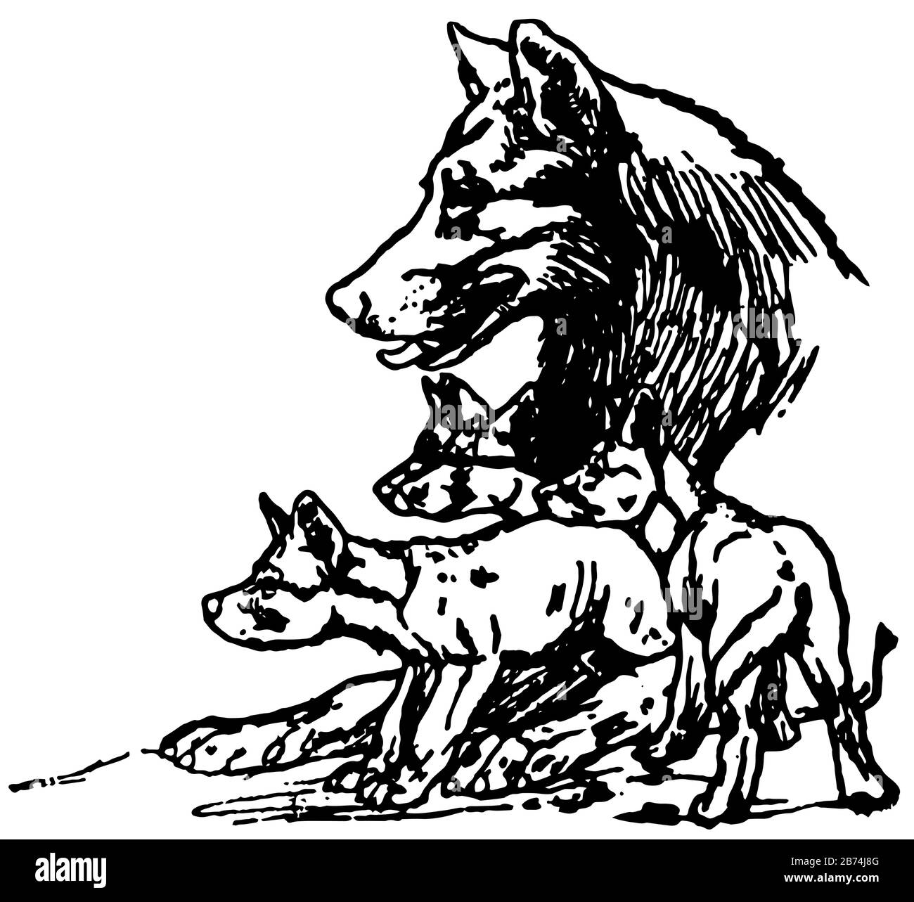 Mowgli S Brothers Cette Photo Montre Un Loup Avec Quatre Loups De Bebe Regardant Quelque Chose Dessin De Ligne Vintage Ou Illustration De Gravure Image Vectorielle Stock Alamy