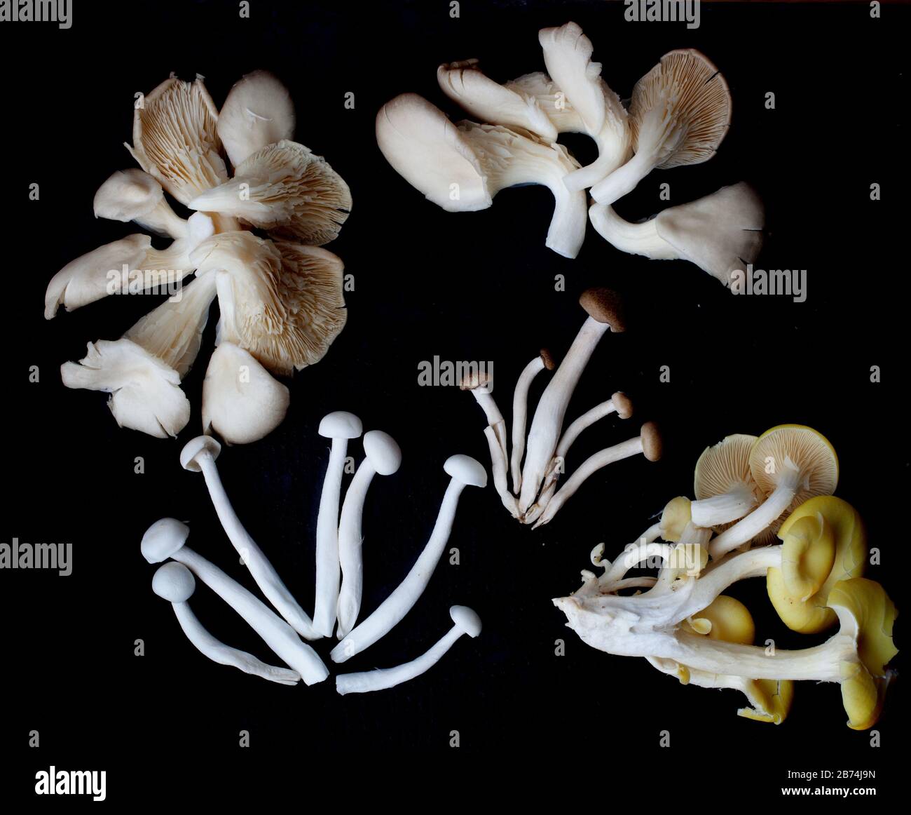 Les champignons mélangés se sont mis artistiquement sur un fond noir Banque D'Images
