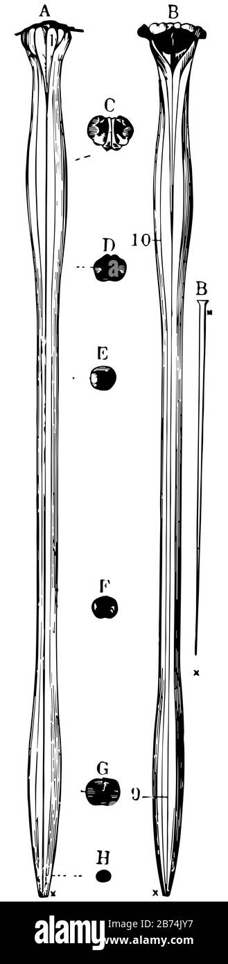 La moelle épinière et medulla oblongata, dessin de ligne vintage ou illustration de gravure. Illustration de Vecteur