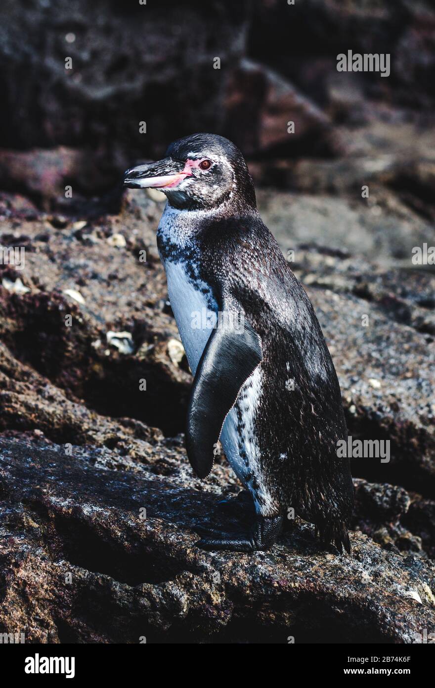 Le joli pingouin Galápagos isolé se dresse sur un rocher dans les îles Galapagos, en Équateur, après avoir nagé dans l'océan Pacifique Banque D'Images