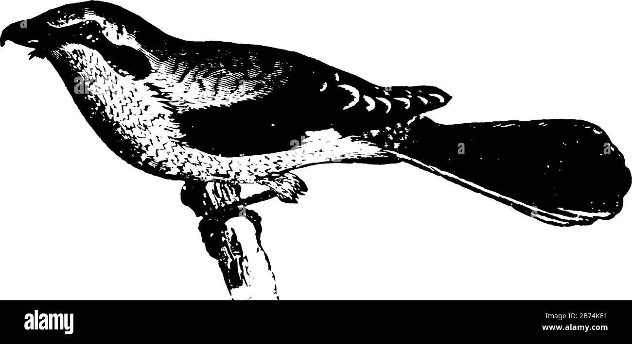 Shrike est faucon comme dans l'apparence et dans l'habitude, le dessin vintage de ligne ou l'illustration de gravure. Illustration de Vecteur