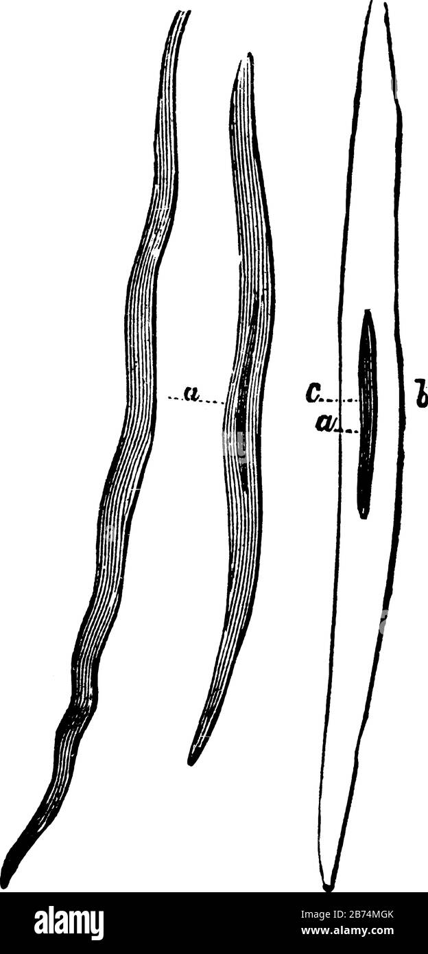 Cette illustration représente Un Muscle non Strié, un dessin de ligne vintage ou une illustration de gravure. Illustration de Vecteur