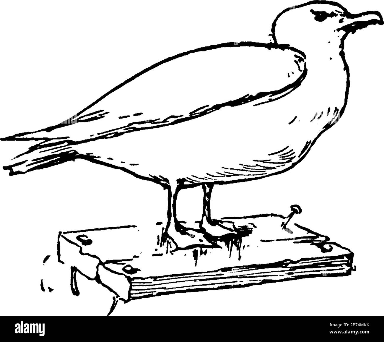 Mouette debout sur un morceau de bois, dessin vintage de ligne ou illustration de gravure. Illustration de Vecteur