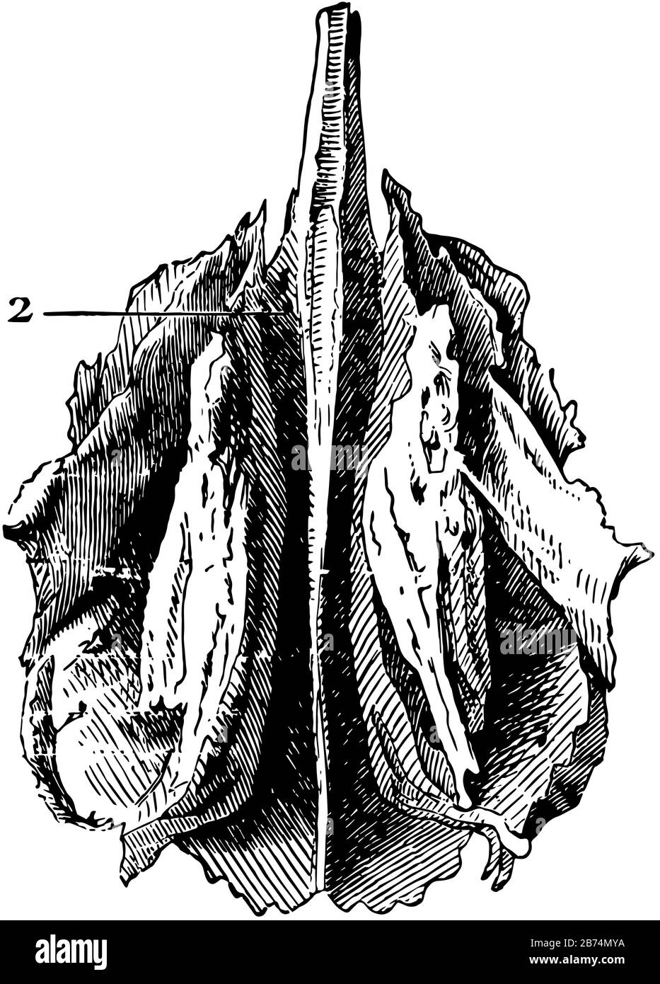 Cette illustration représente l'os Ethmoïde du crâne humain, le dessin de ligne vintage ou l'illustration de gravure. Illustration de Vecteur