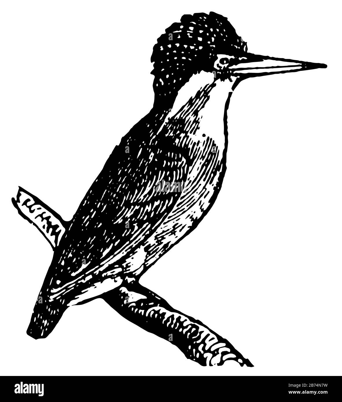 Le Kingfisher dépoli est généralement stocké avec des queues et des corps courts, un dessin vintage ou une illustration de gravure. Illustration de Vecteur