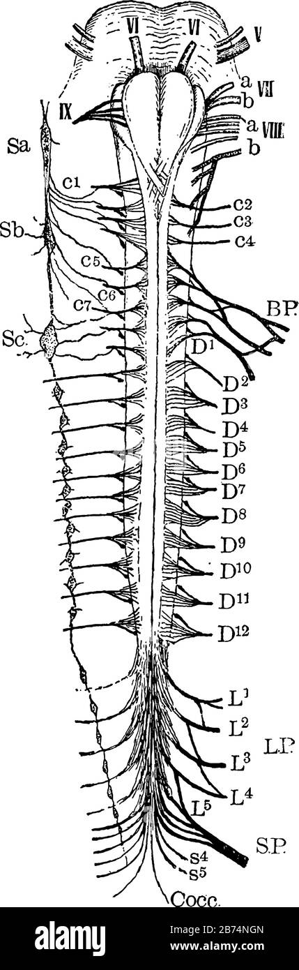 Base de la moelle épinière et des nerfs spinaux du cerveau, dessin de ligne vintage ou illustration de gravure. Illustration de Vecteur