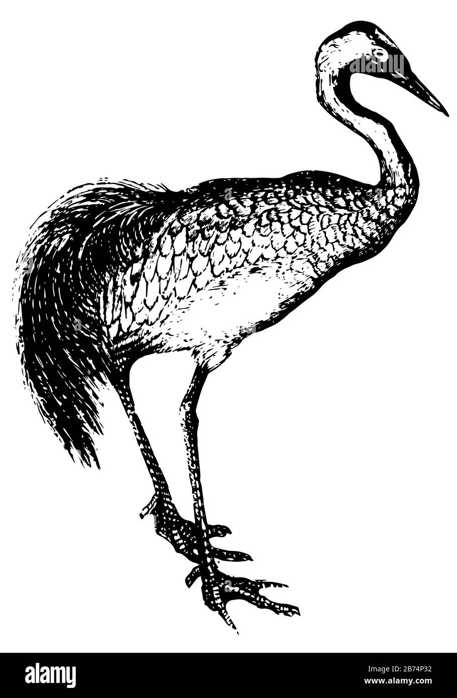 La grue est essentiellement des oiseaux migrateurs, des dessins de lignes anciennes ou des illustrations de gravure. Illustration de Vecteur