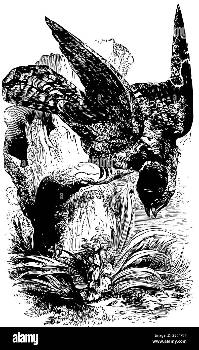 Grand Ibijau est approximativement la taille d'une chouette grange, dessin de ligne vintage ou illustration de gravure. Illustration de Vecteur