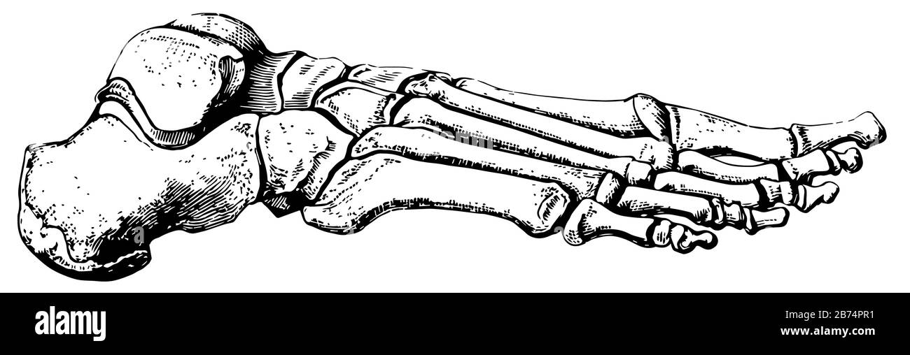 Le pied est construit sous la forme d'une demi-dôme ou d'une demi-voûte, d'un dessin vintage ou d'une gravure. Illustration de Vecteur Le pied est construit sous la forme d'une demi-dôme ou d'une demi-voûte, d'un dessin vintage ou d'une gravure. Illustration de Vecteur
