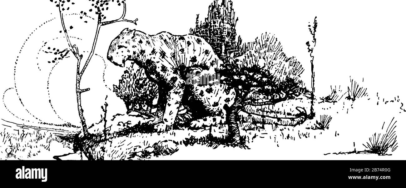 Un léopard dans les bois, dessin vintage de ligne ou illustration de gravure Illustration de Vecteur